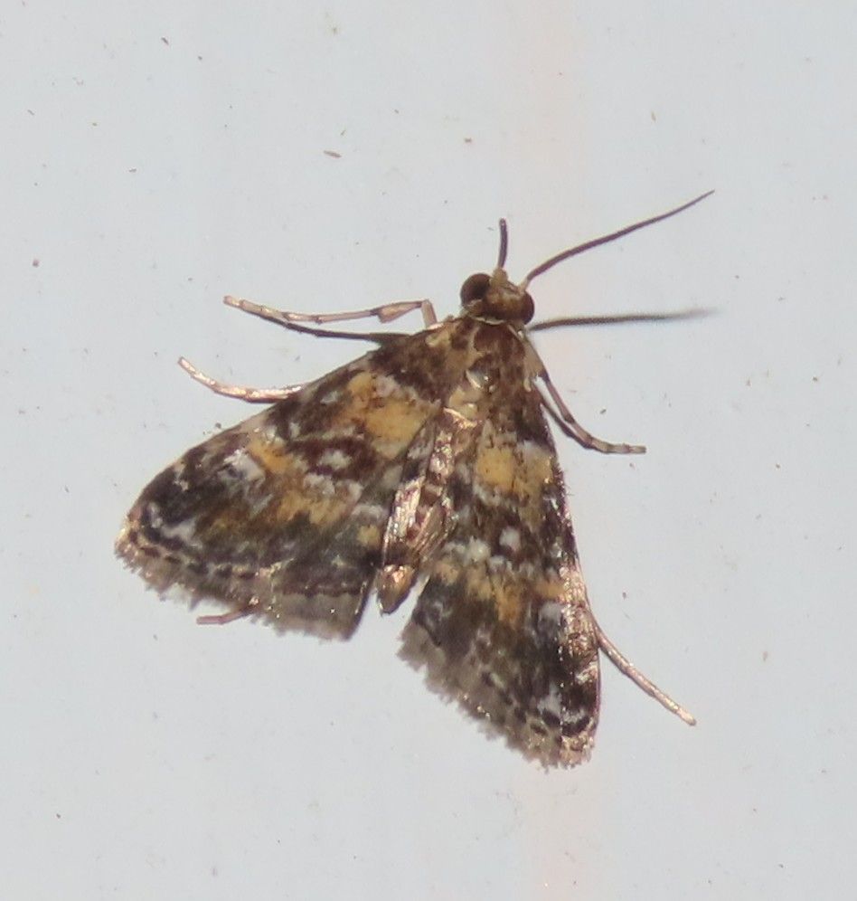 A close up of a moth on a white surface