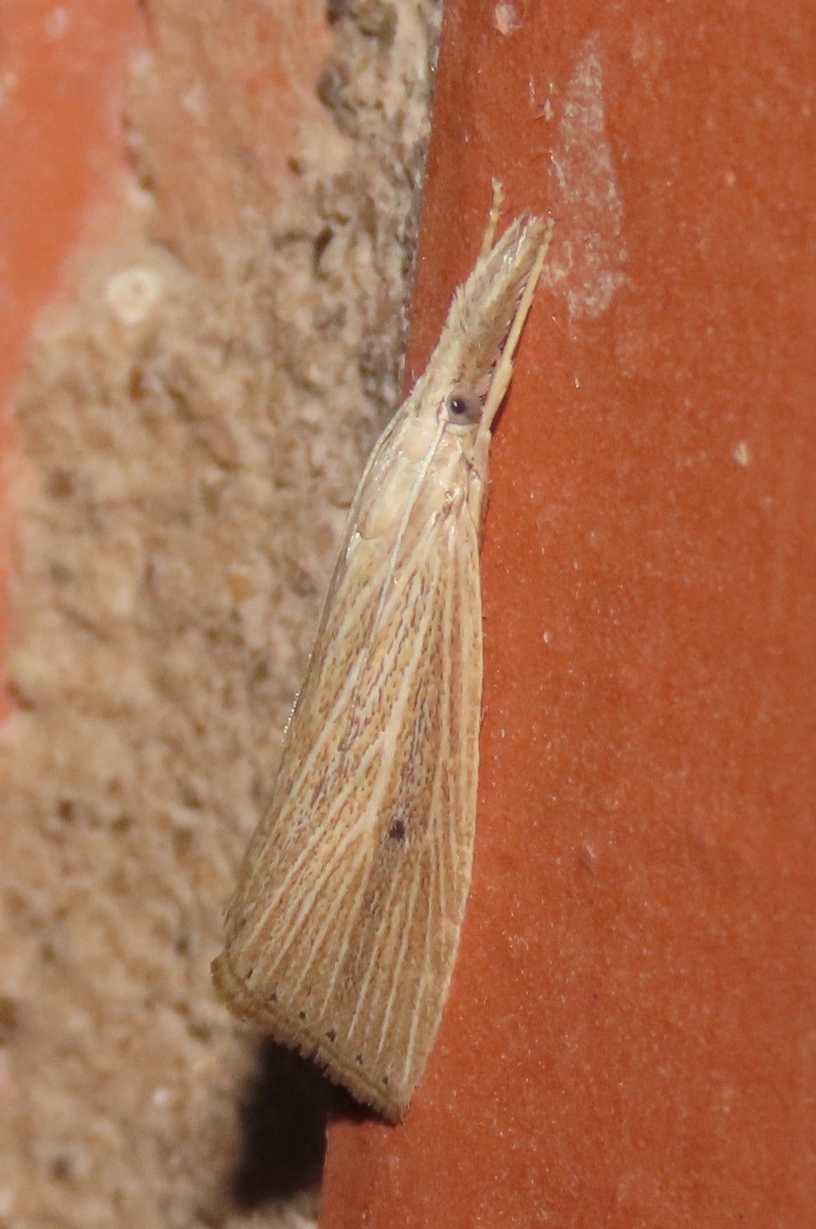 A moth is sitting on a brick wall.