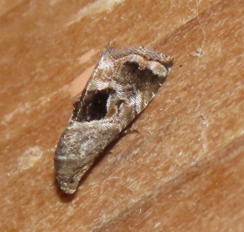 A close up of a moth on a piece of wood