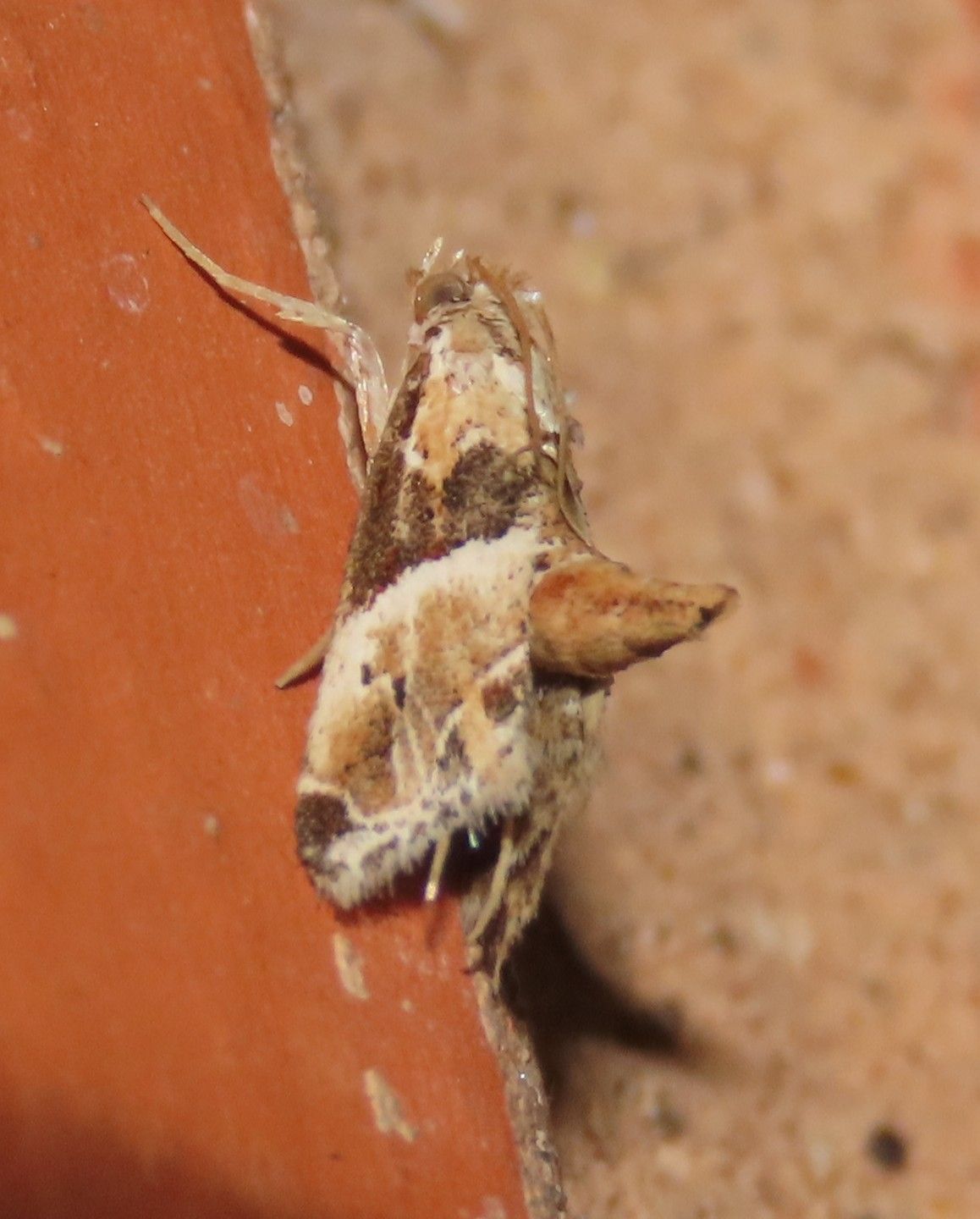 A close up of a moth on a brick wall