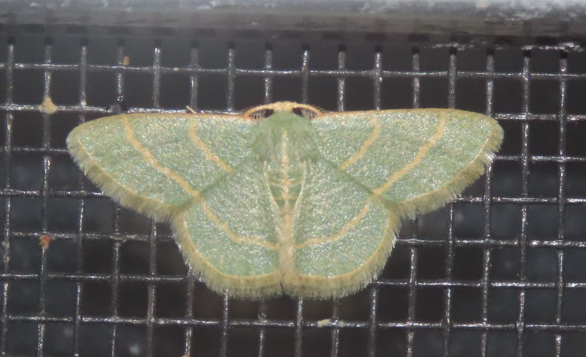 A green moth is sitting on a wire screen.