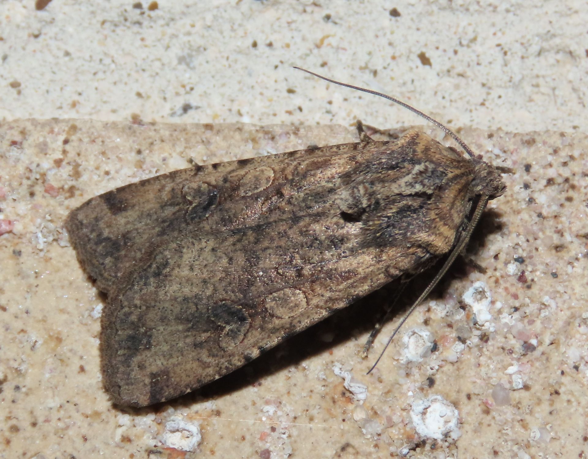 A moth is sitting on a concrete surface.