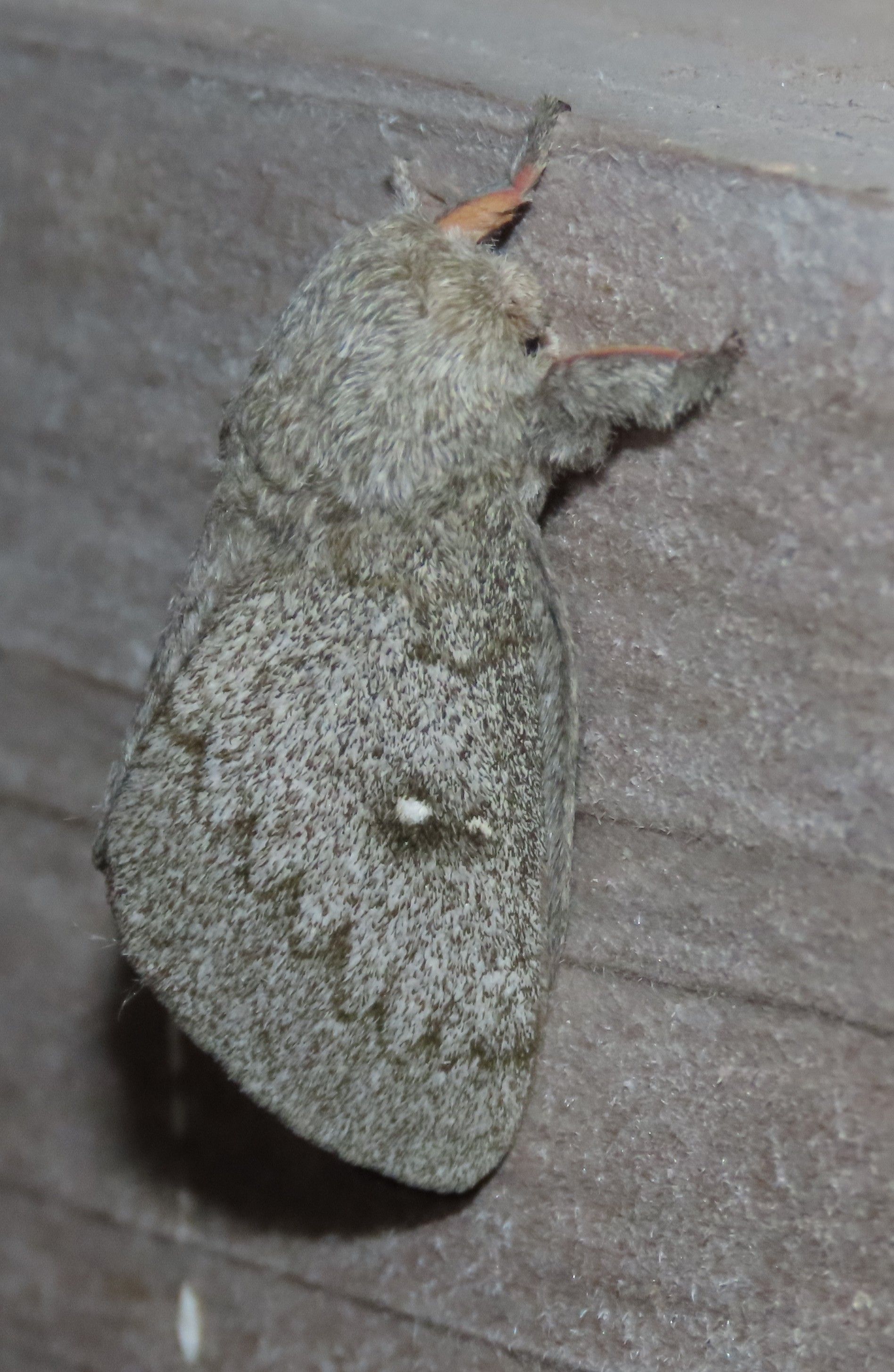 A close up of a moth sitting on a wooden surface.