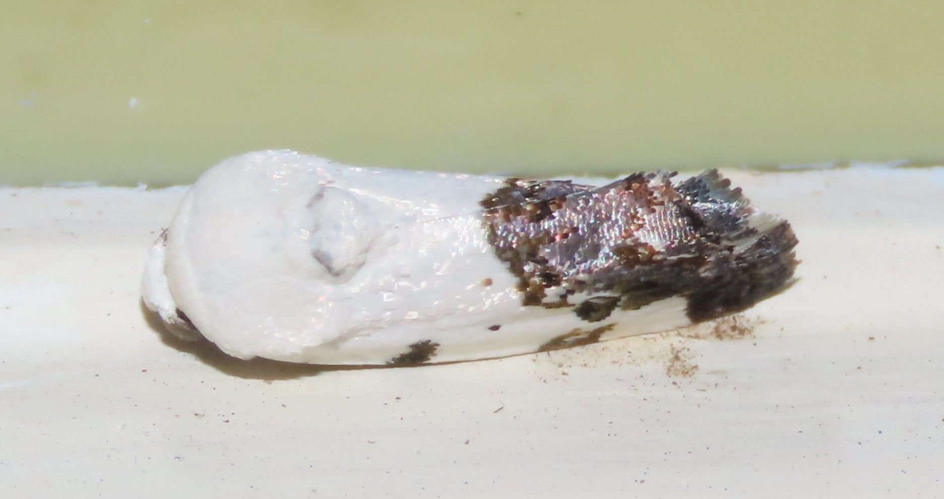 Common Moths
