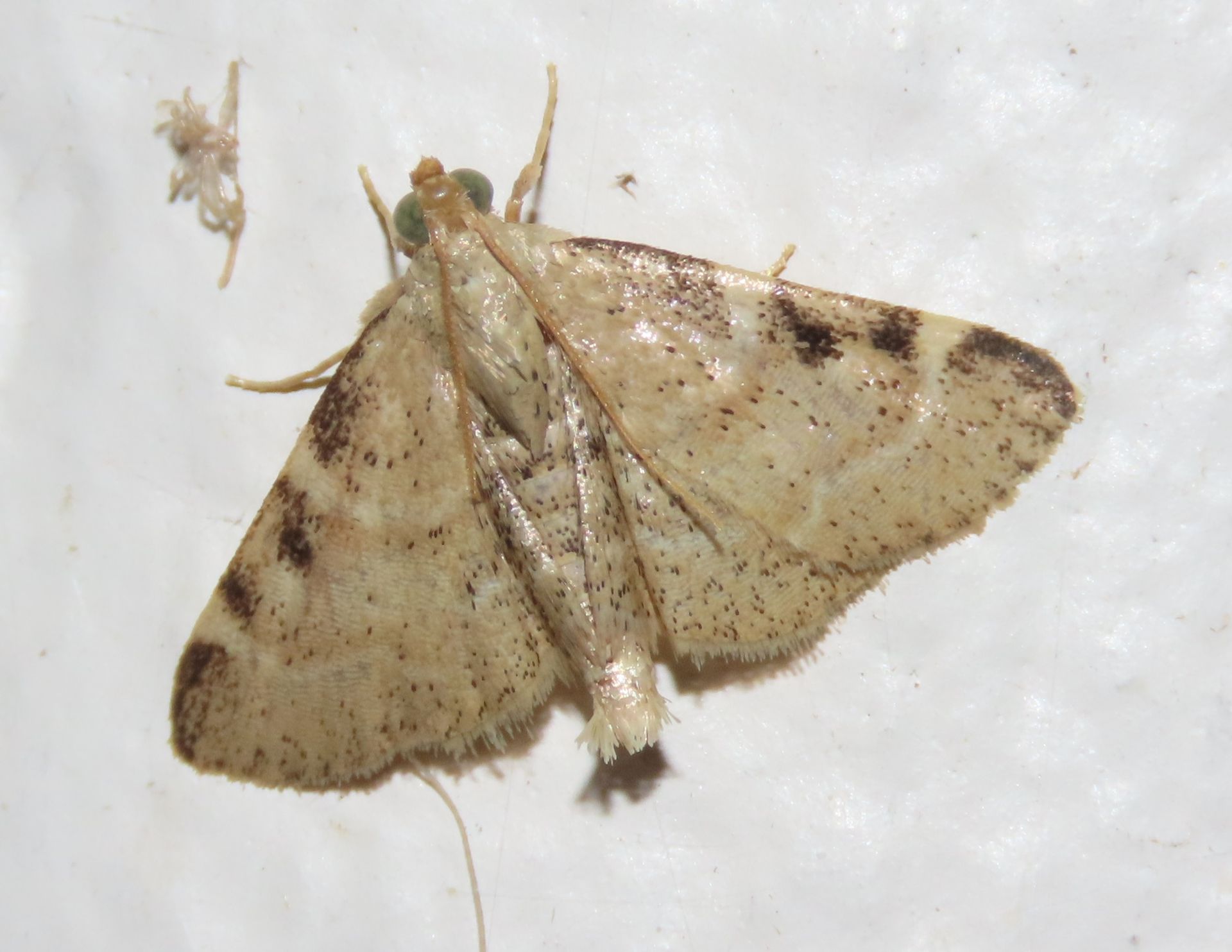 A close up of a moth on a white surface