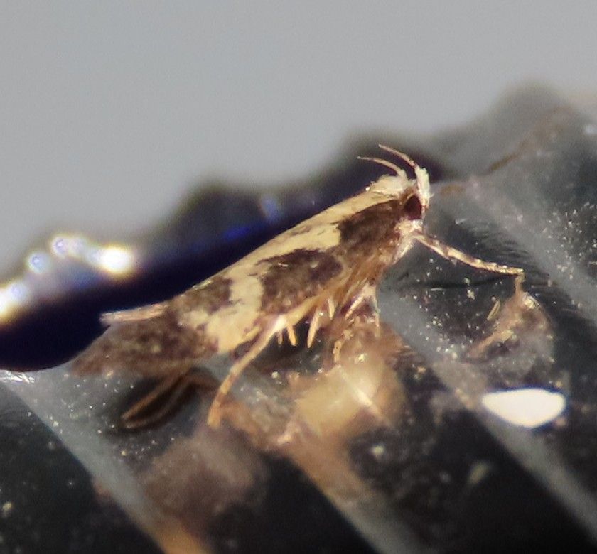 A close up of a moth on a piece of plastic