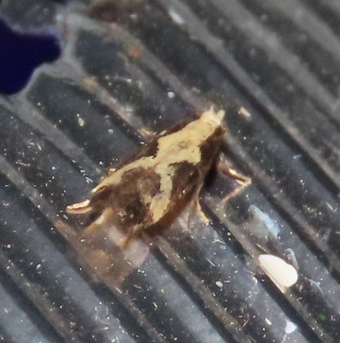 A small brown and white bug is sitting on a rubber mat