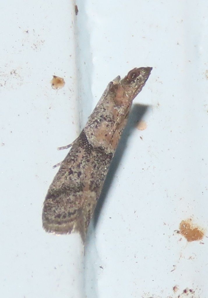 A small brown moth is sitting on a white surface.