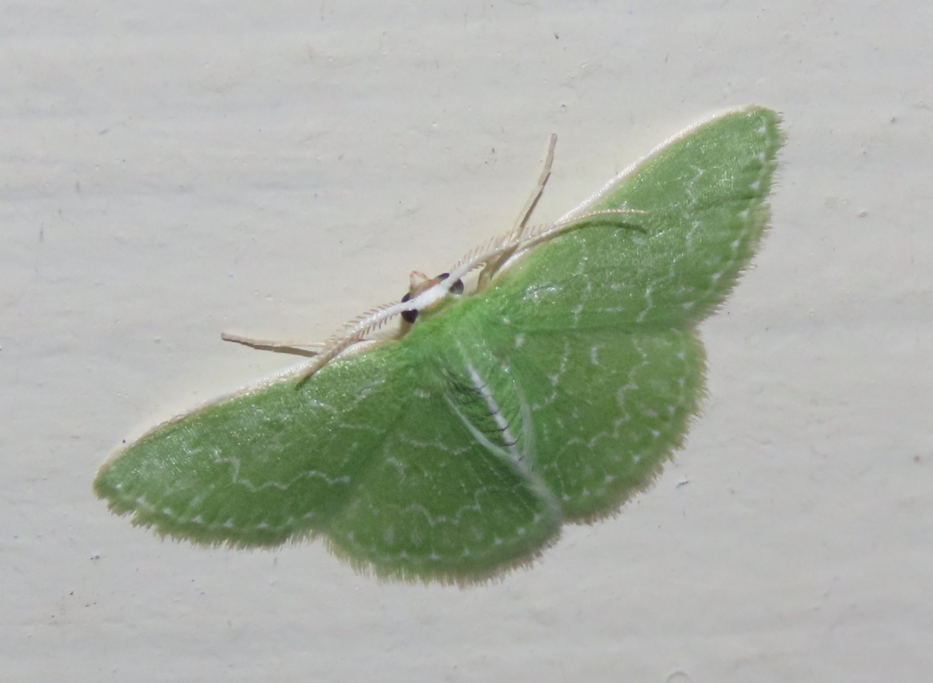 A green moth is sitting on a white surface.