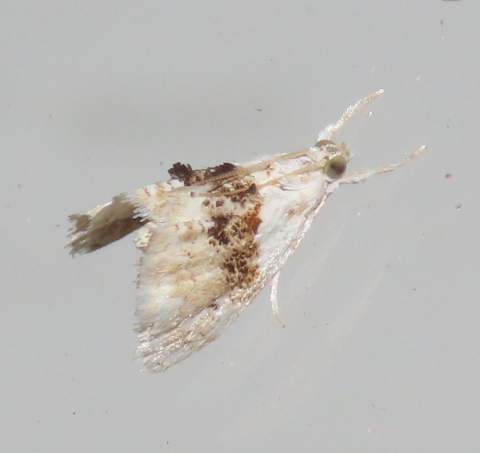 A close up of a moth on a gray surface.