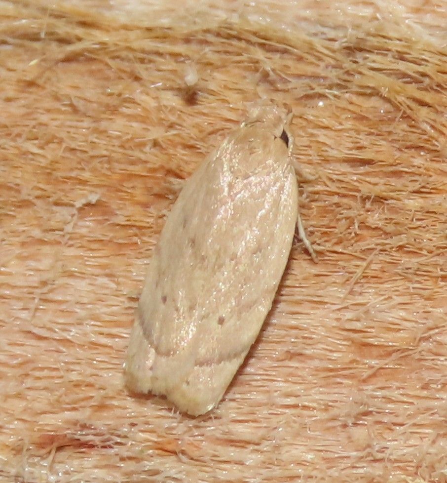 A small moth is sitting on a piece of wood.