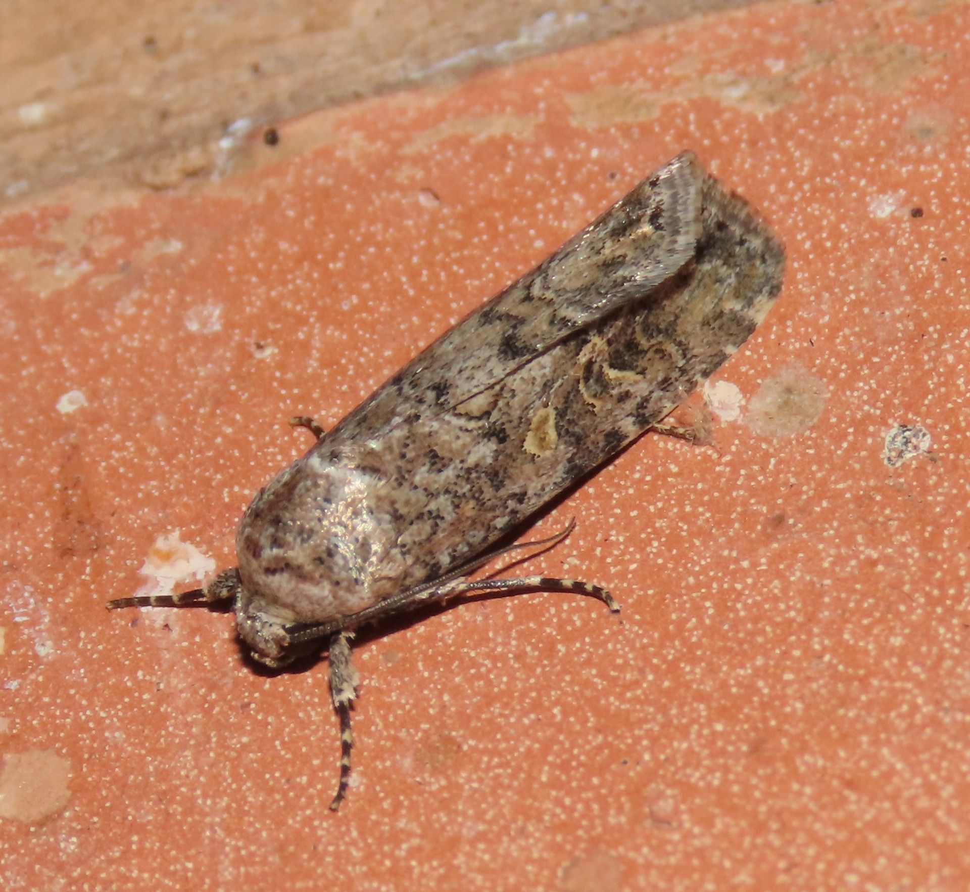 A close up of a moth on a brick surface