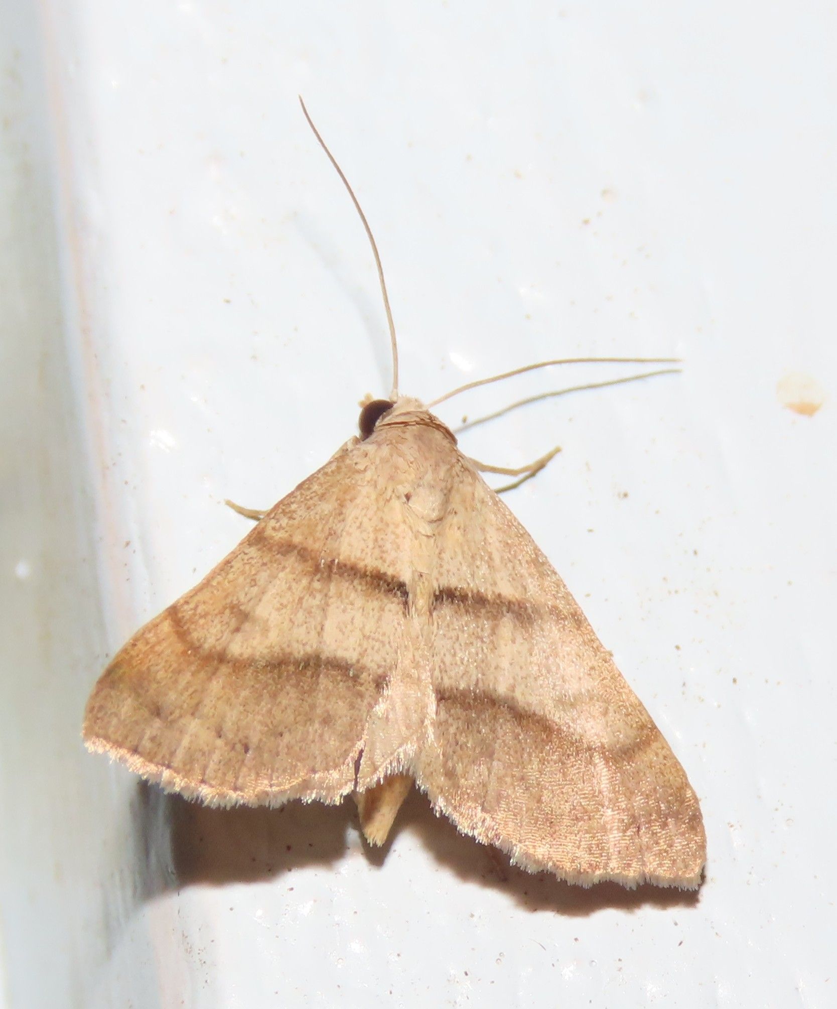A brown moth is sitting on a white surface