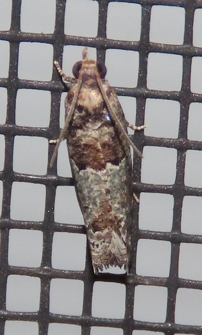 Tortrids Pyralids & Button Moths