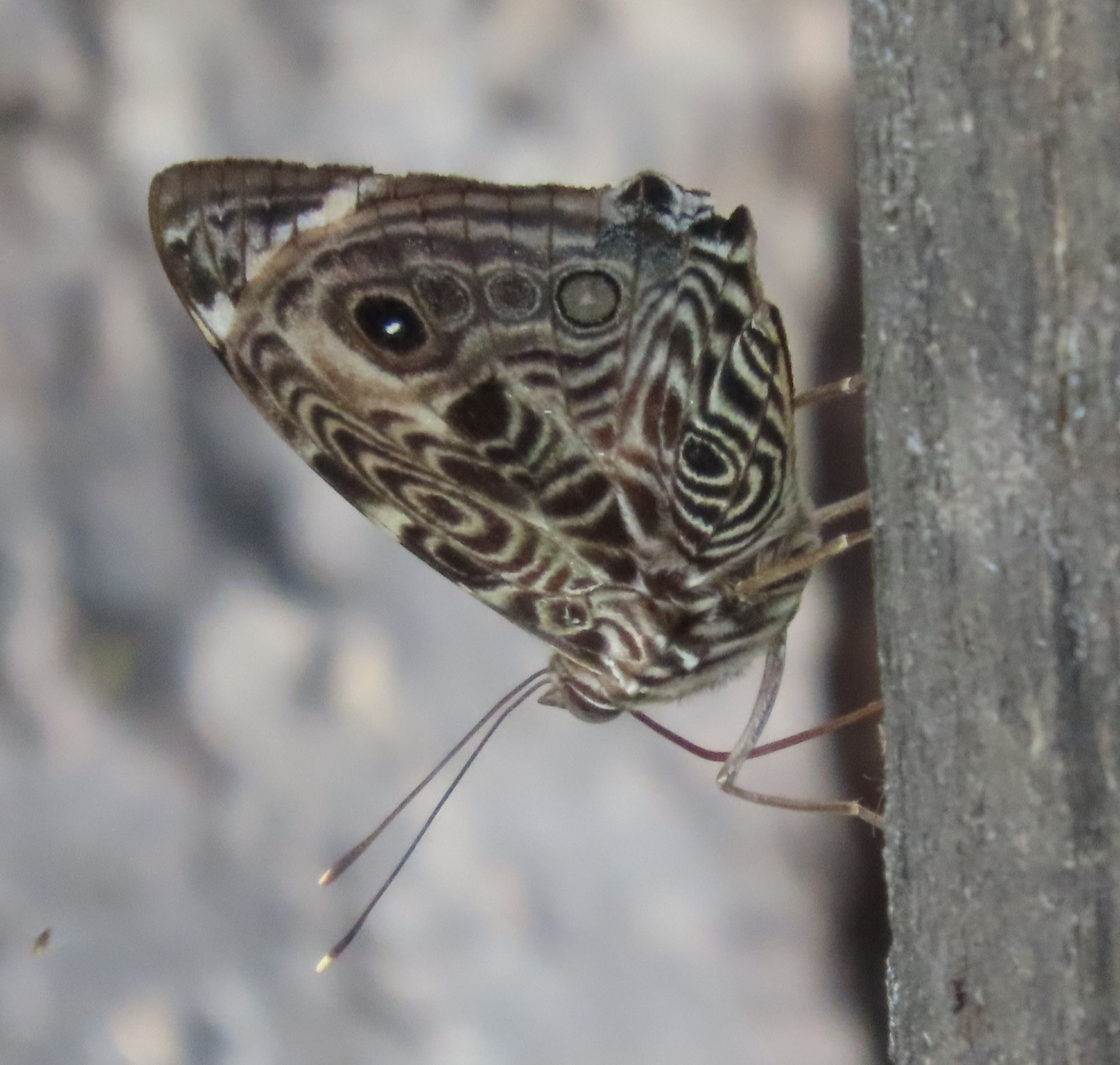A close up of a butterfly on a tree trunk