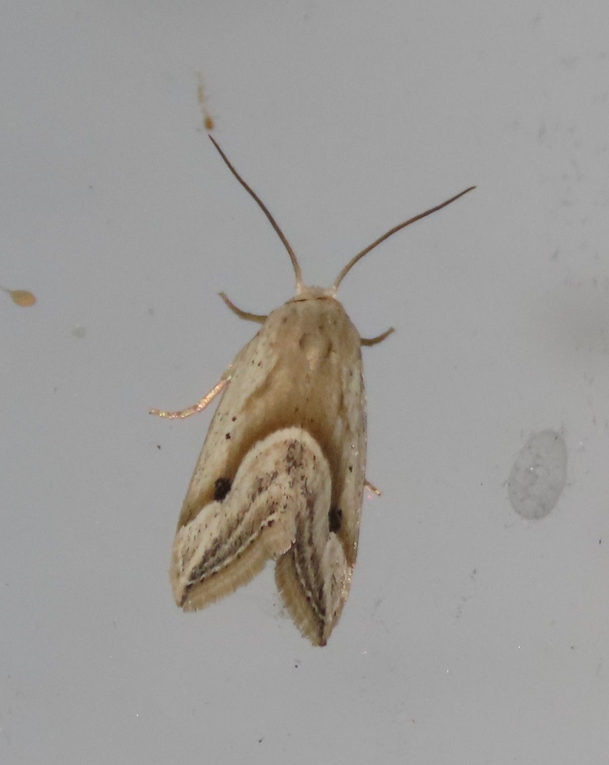 A close up of a moth on a white surface.