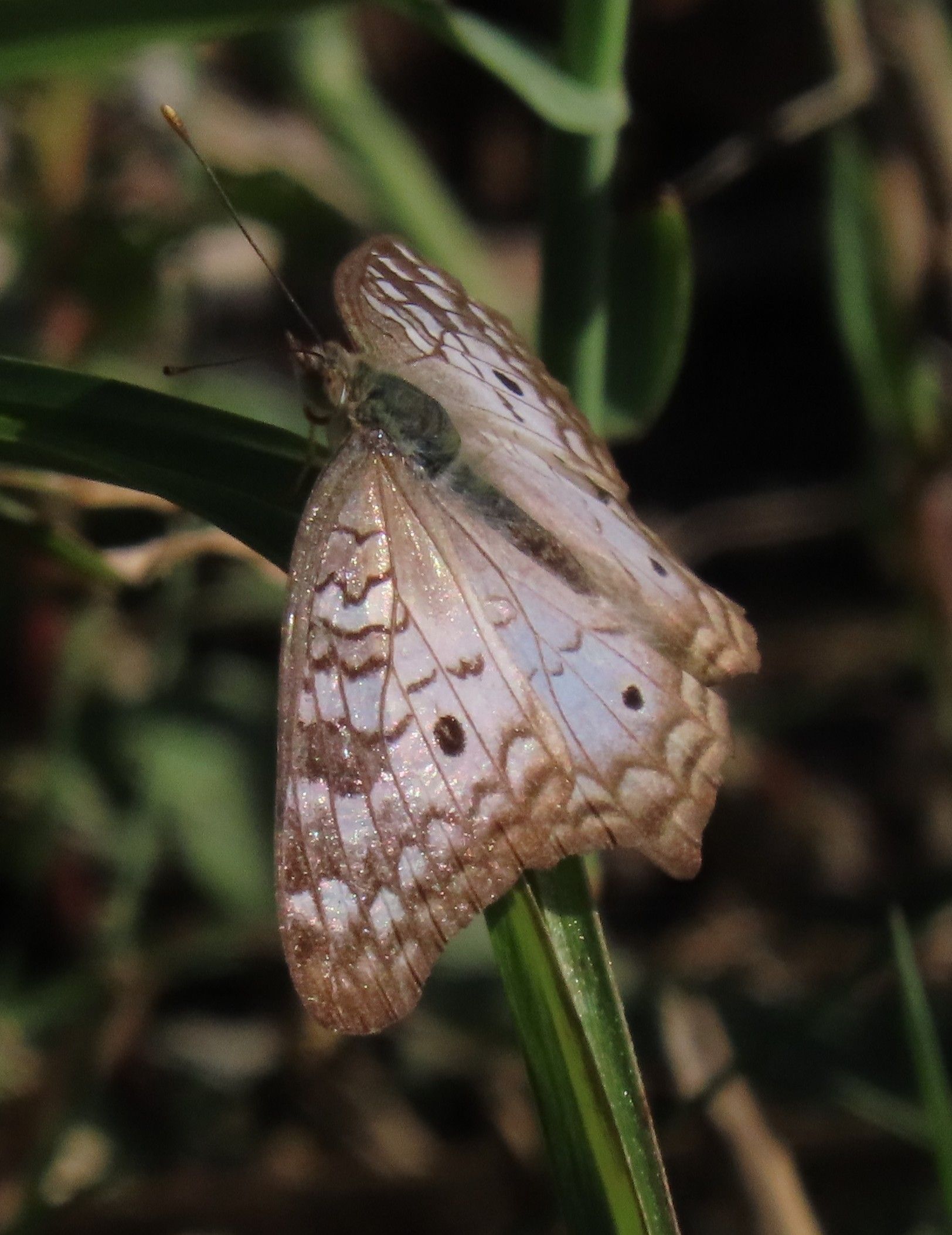 A close up of a butterfly sitting on a plant