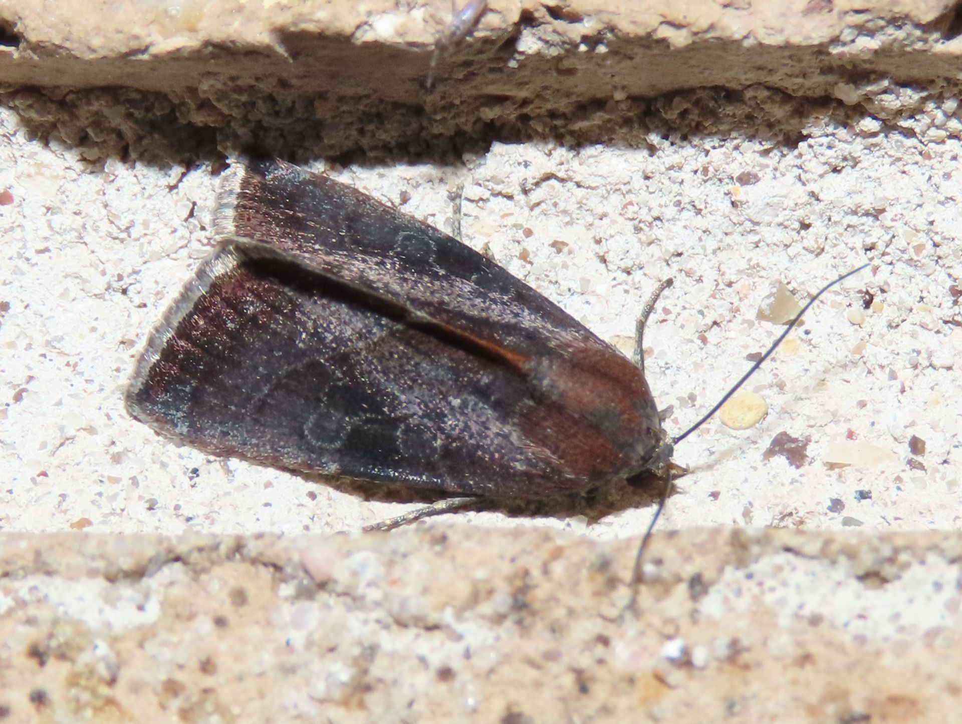 A moth is sitting on a brick wall.