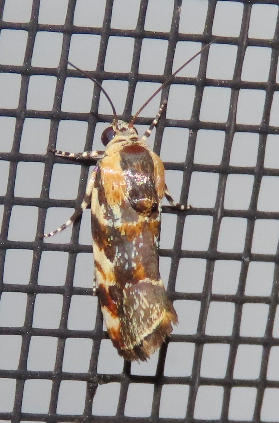 A moth is sitting on a black mesh screen