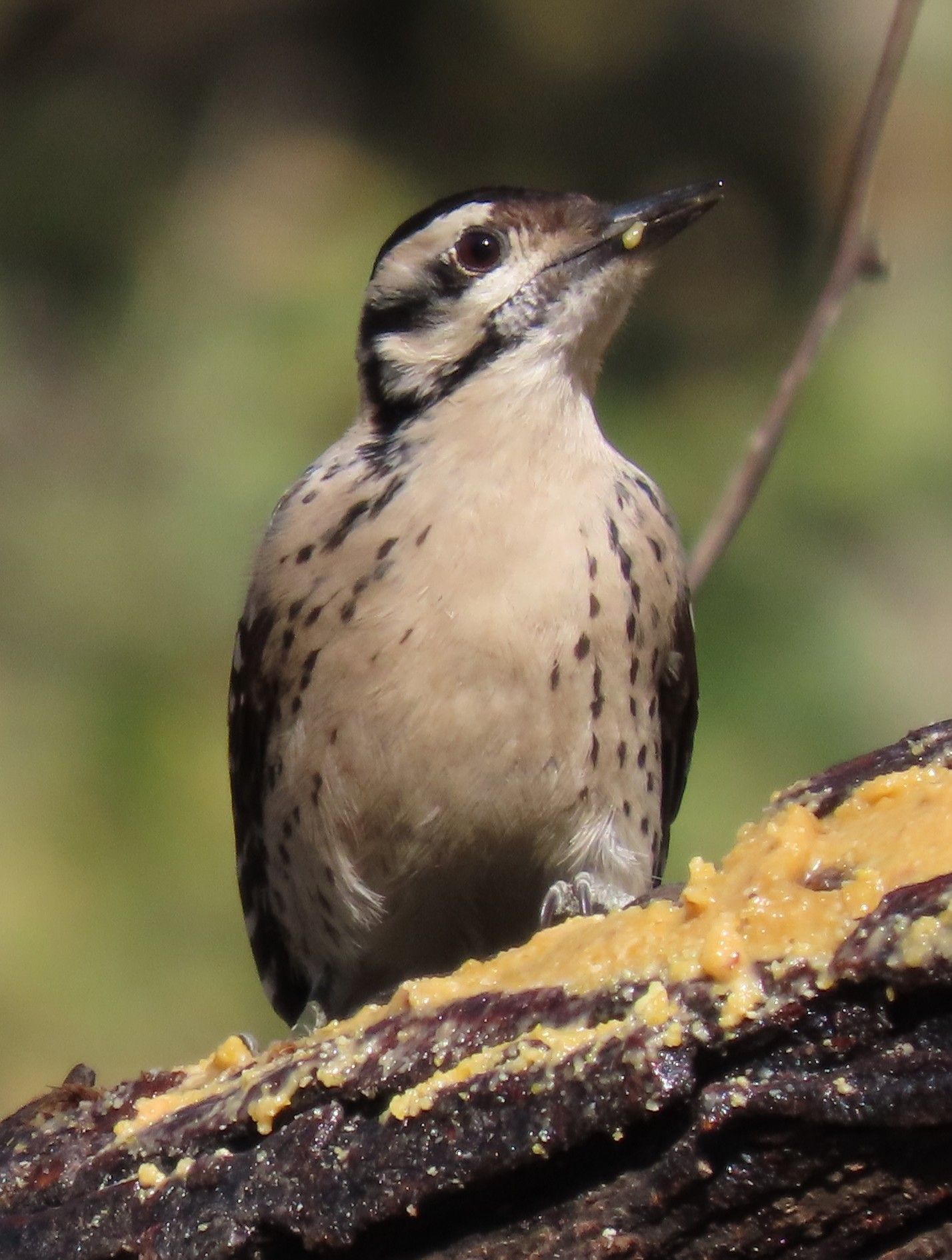 A small bird perched on a piece of wood