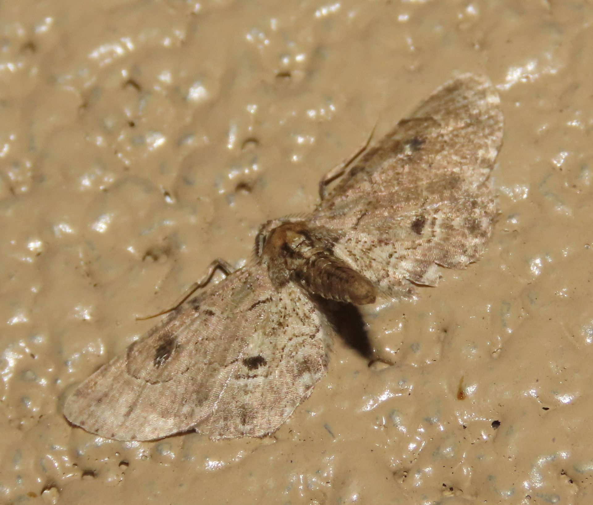 A moth is sitting on a muddy surface.