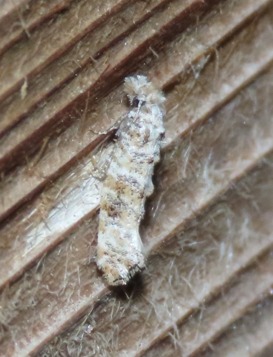 A close up of a worm on a piece of cardboard.