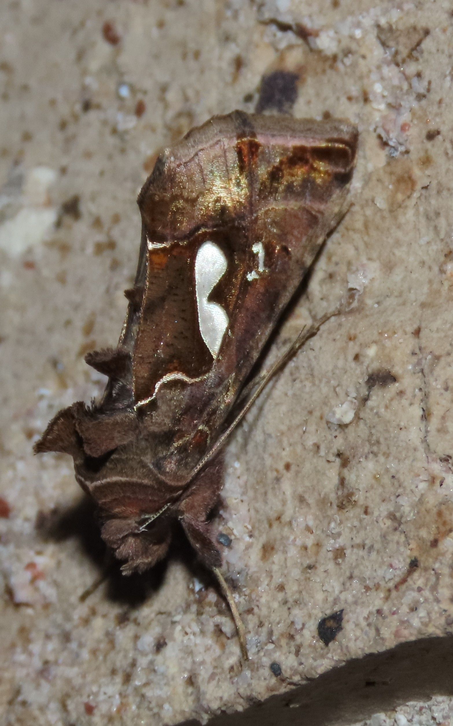  Noctuids