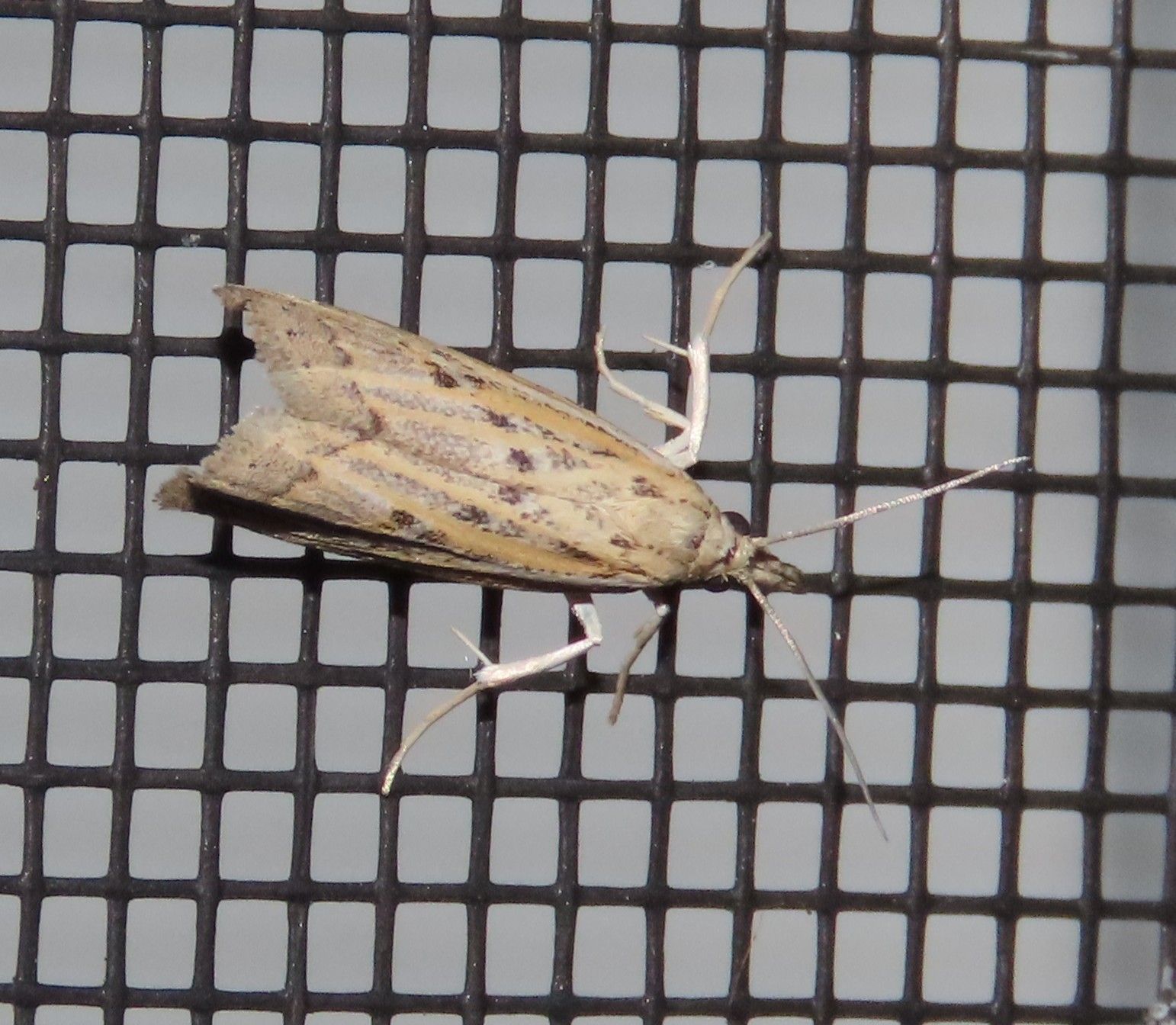A moth is sitting on a black mesh screen