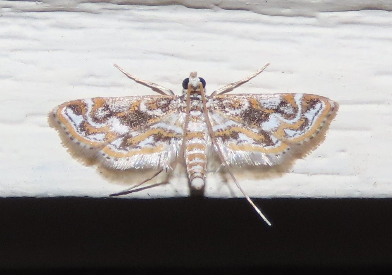 A brown and white moth is sitting on a white surface.