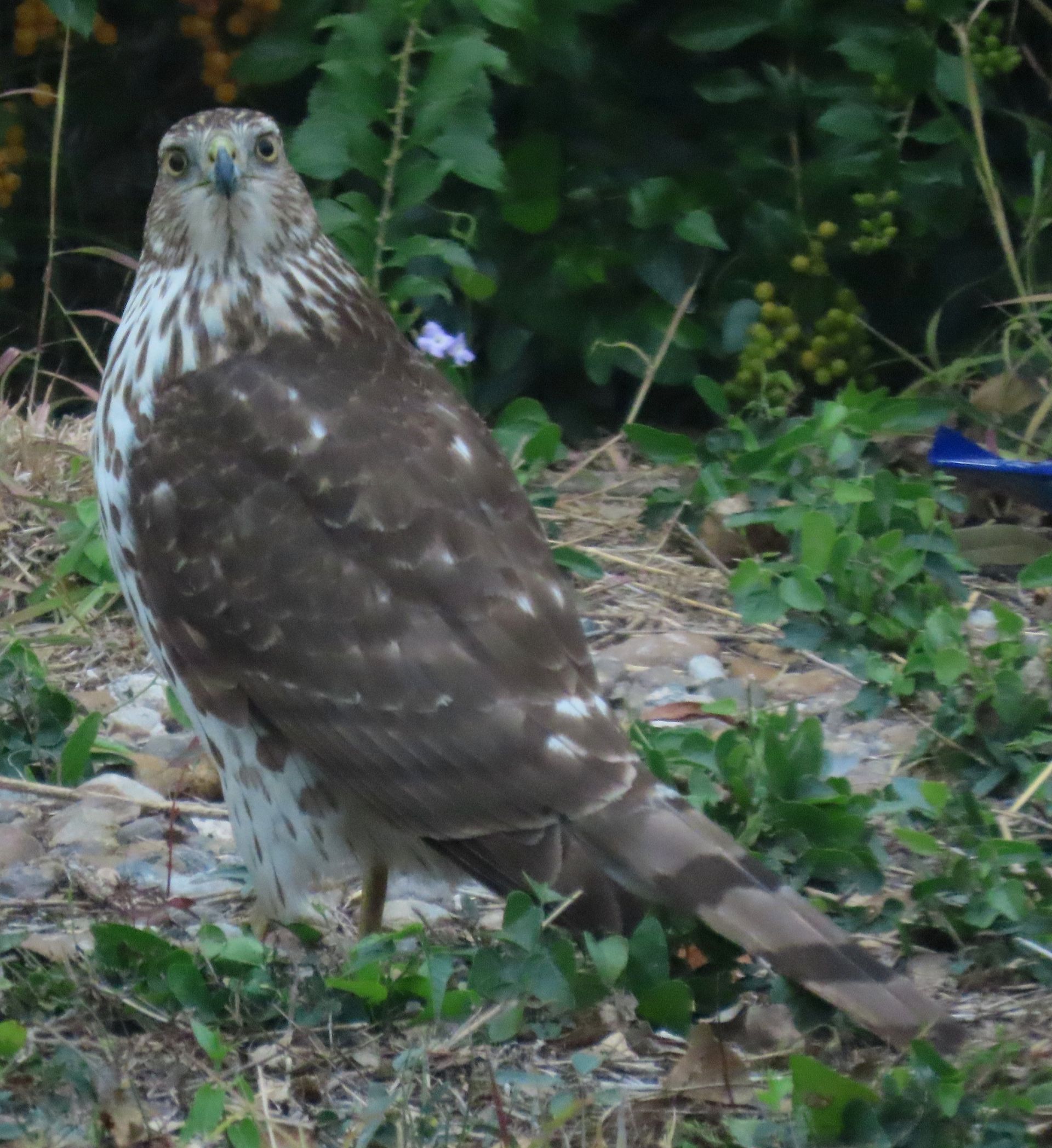 A bird is standing in the grass and looking at the camera