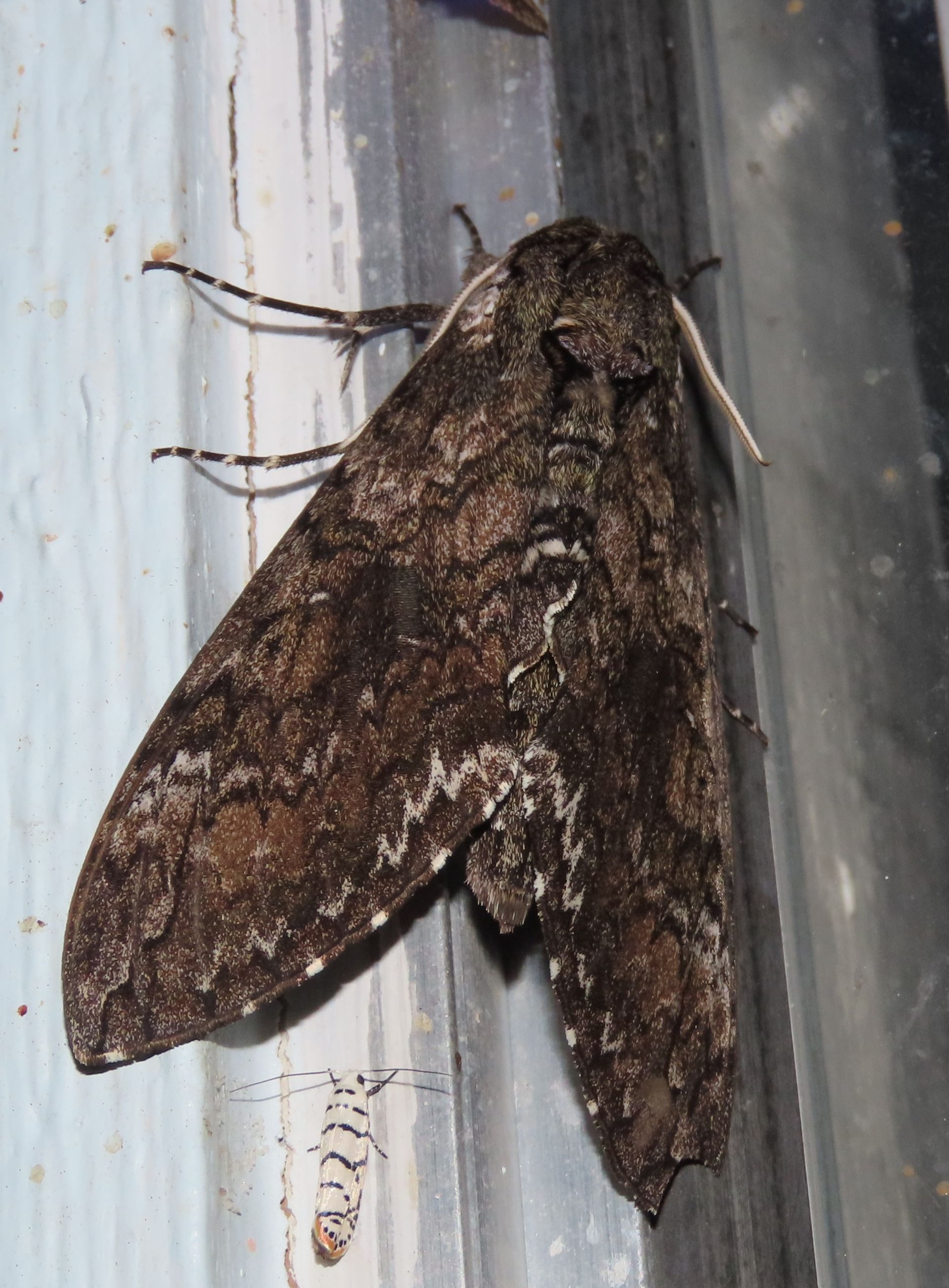 A close up of a moth on a window sill