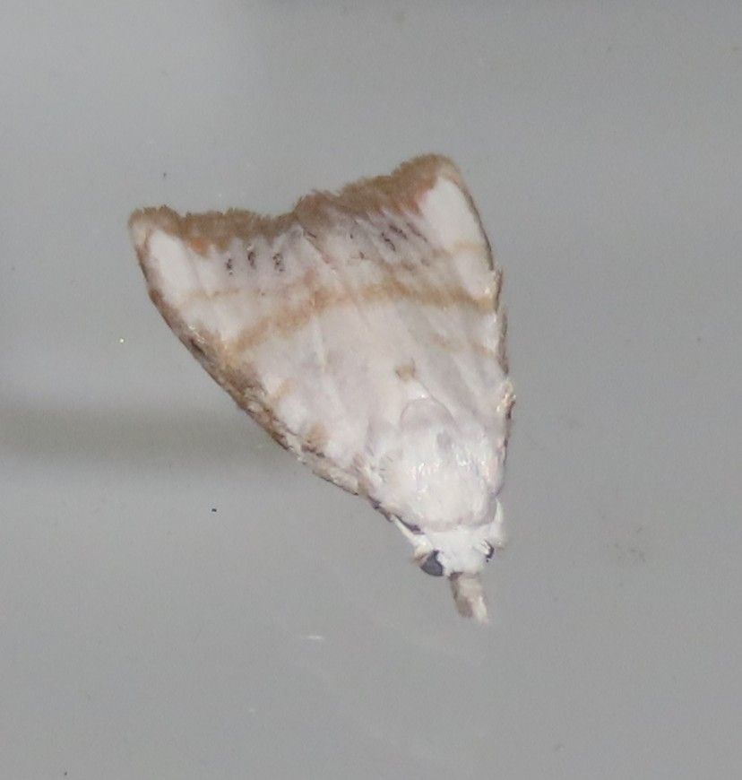 A brown and white moth is sitting on a white surface.