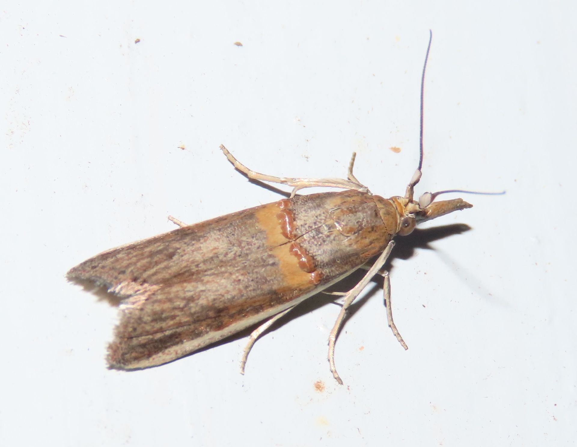 Tortrids Pyralids & Button Moths