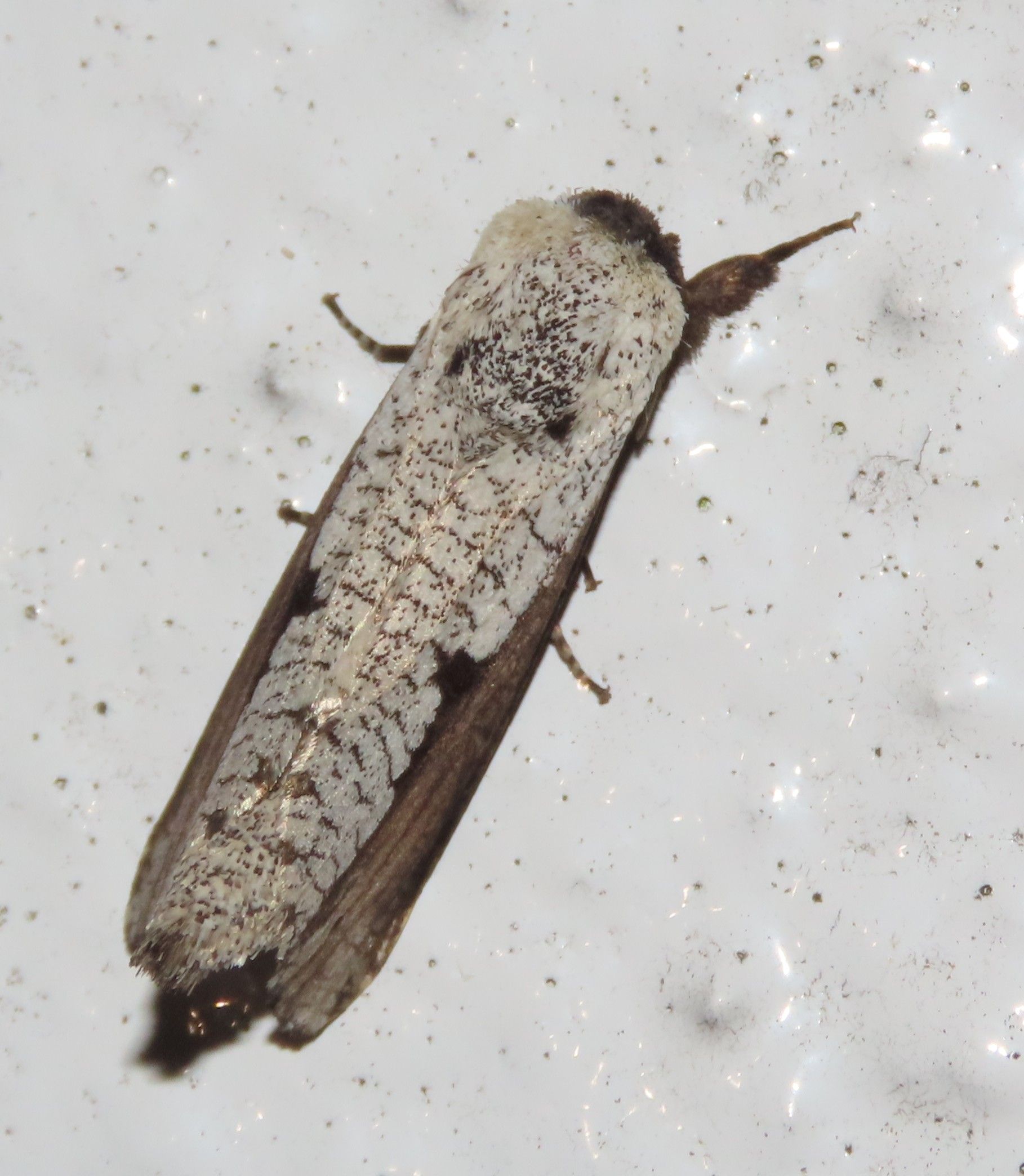 A close up of a moth on a white surface