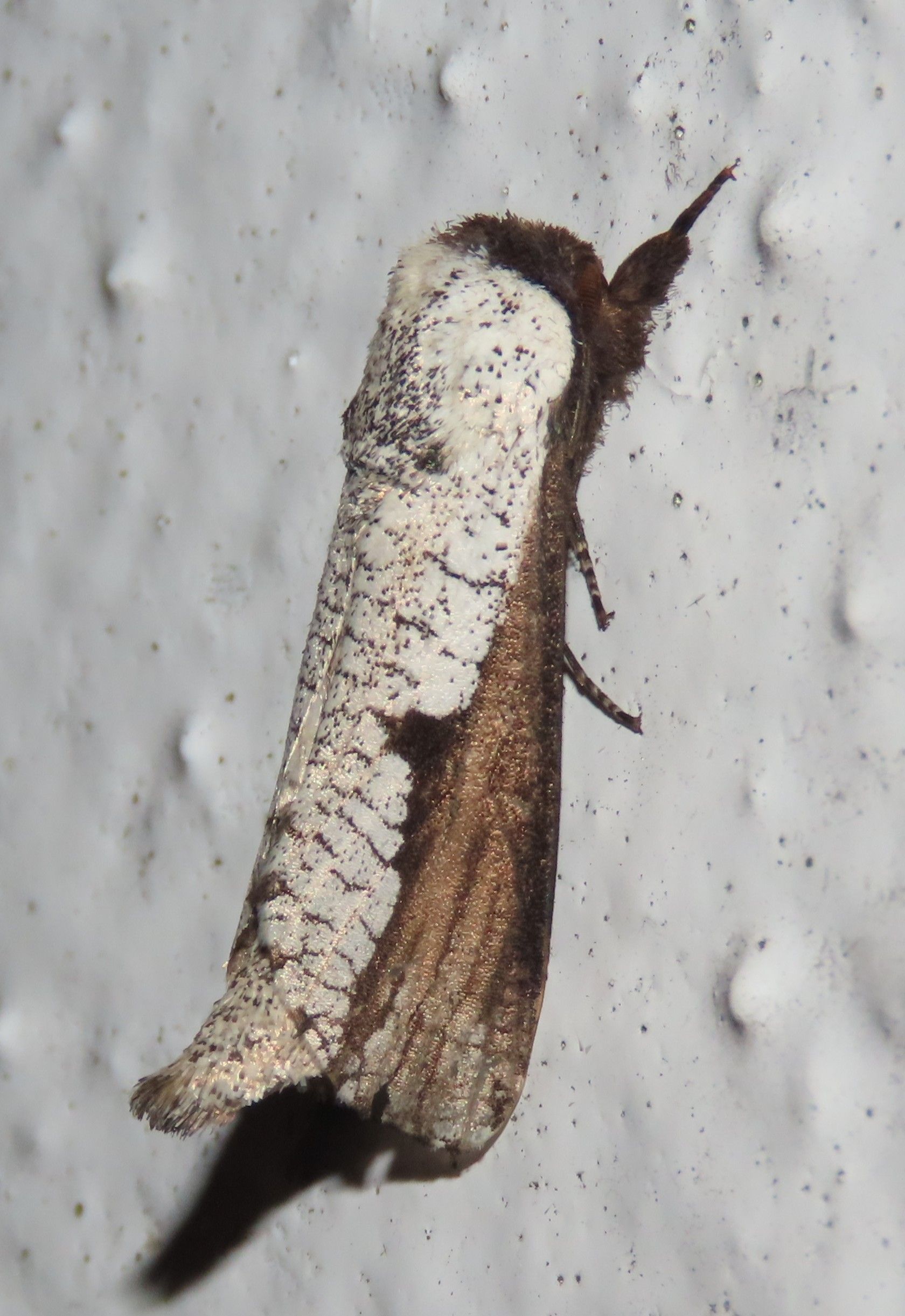 A close up of a moth on a white surface