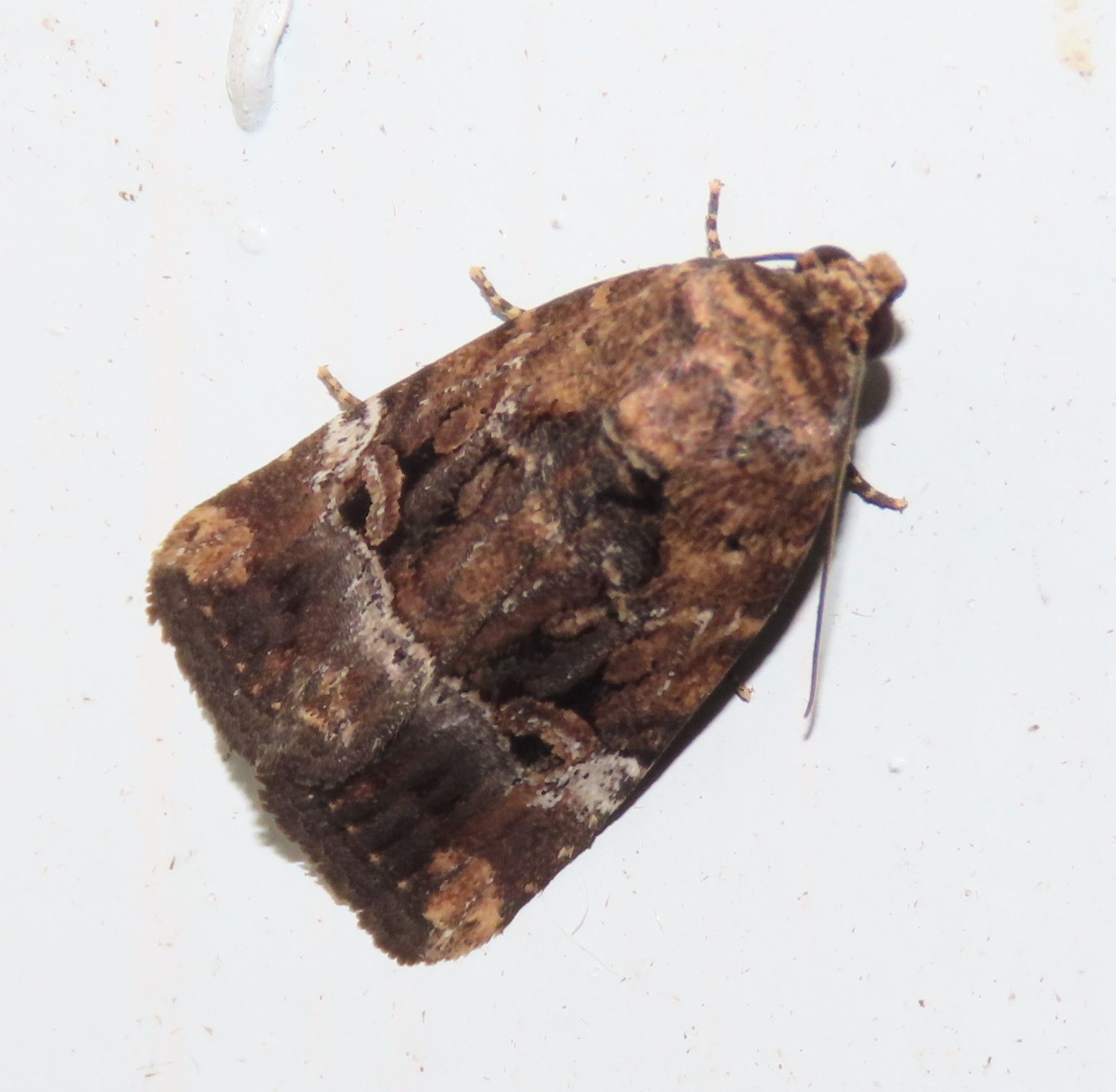 A brown moth is sitting on a white surface