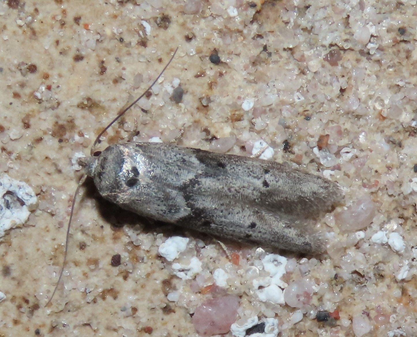 A small moth is laying on a sandy surface