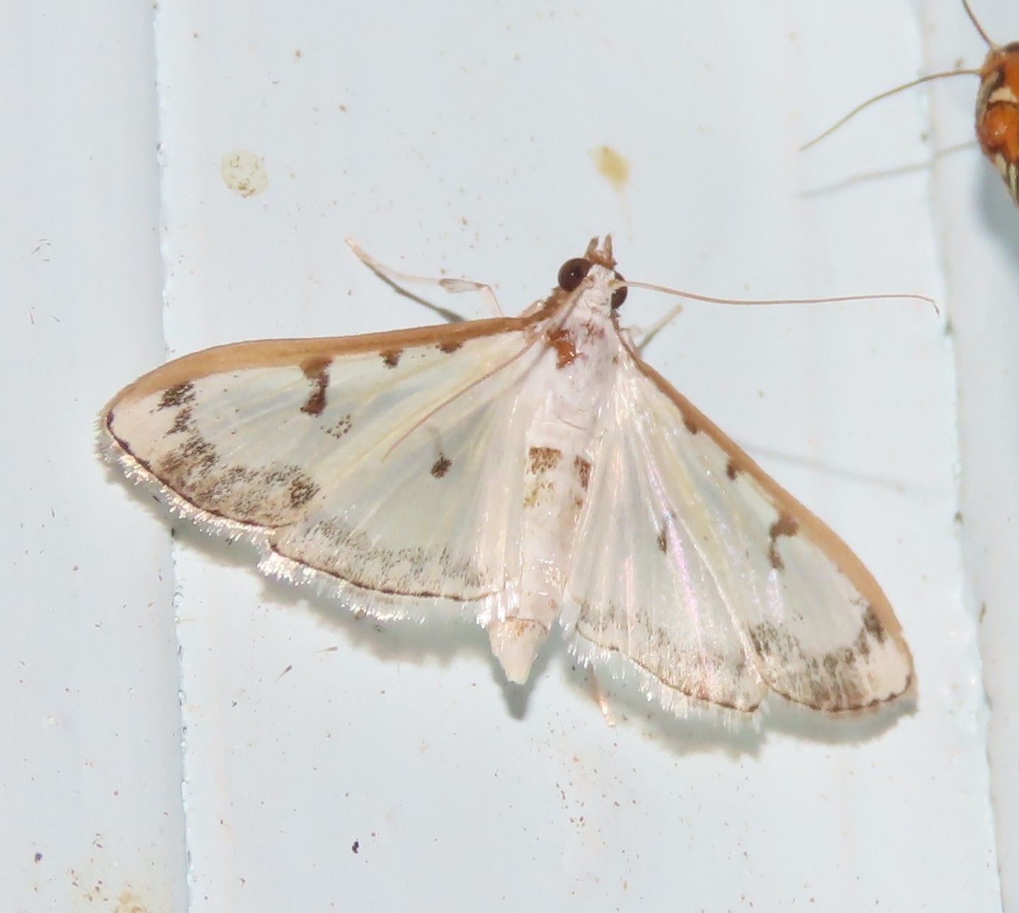 A close up of a moth on a white surface