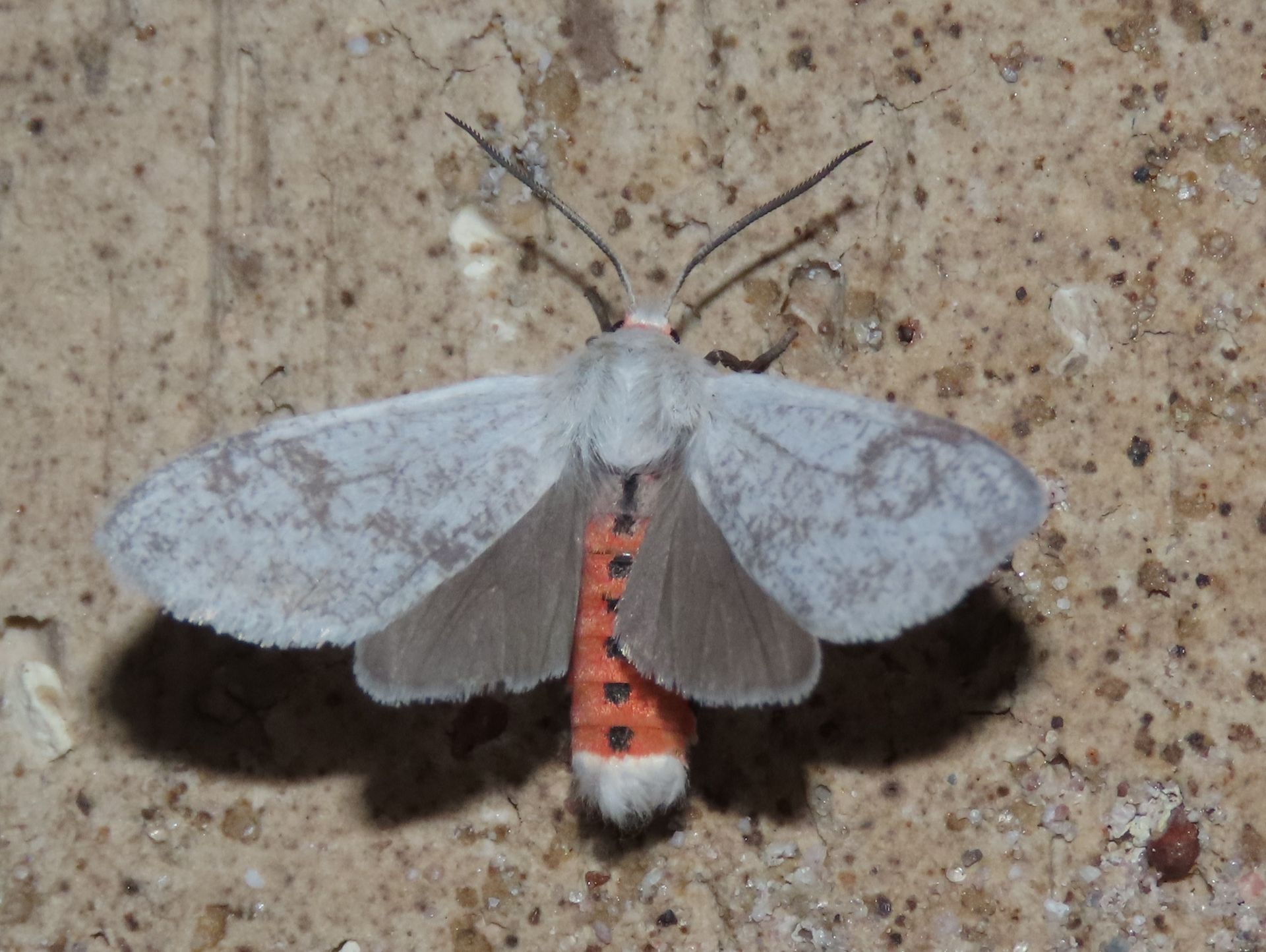 A moth is sitting on a sandy surface.