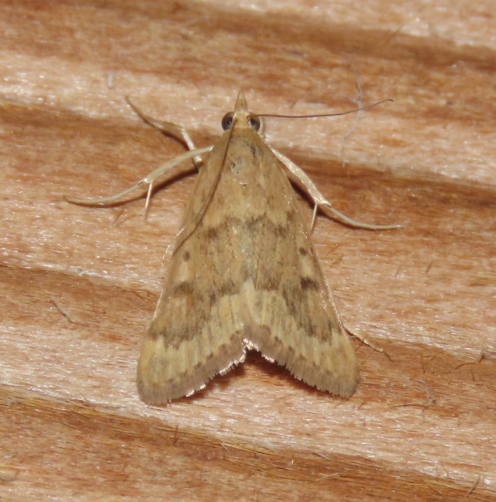 A small moth is sitting on a piece of wood