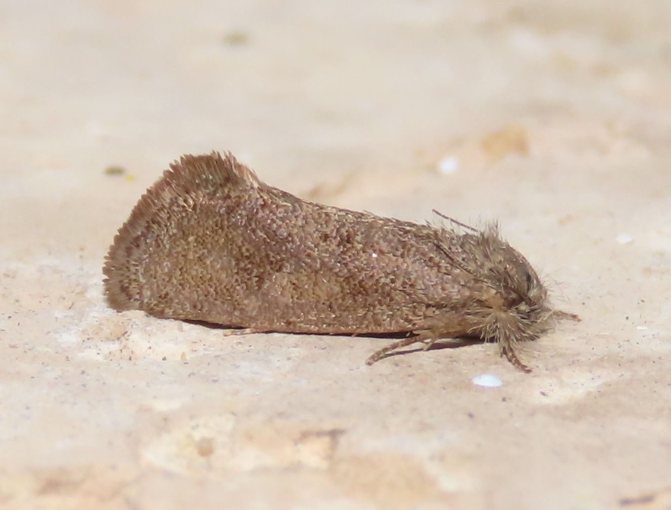 A moth is sitting on a concrete surface.