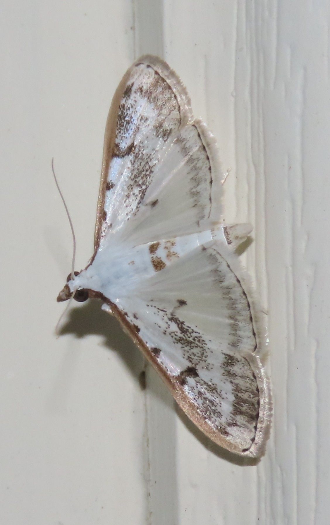 A white moth is sitting on a white wall.