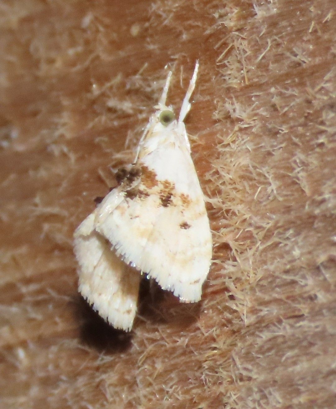 A small white moth is sitting on a brown surface.