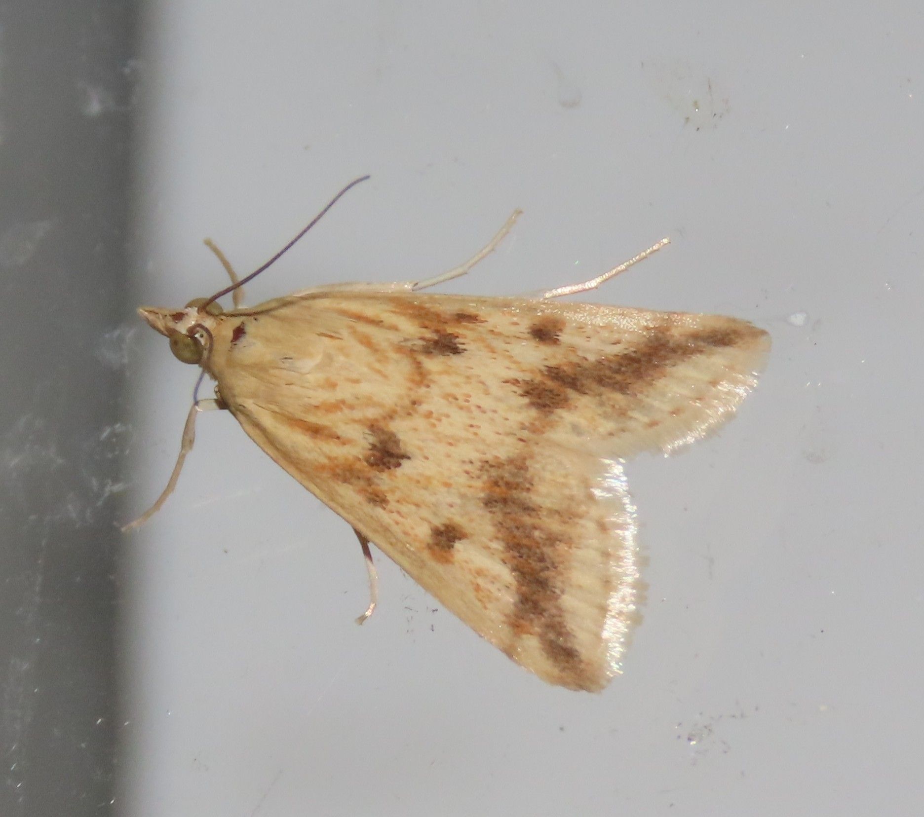 A close up of a moth on a white surface