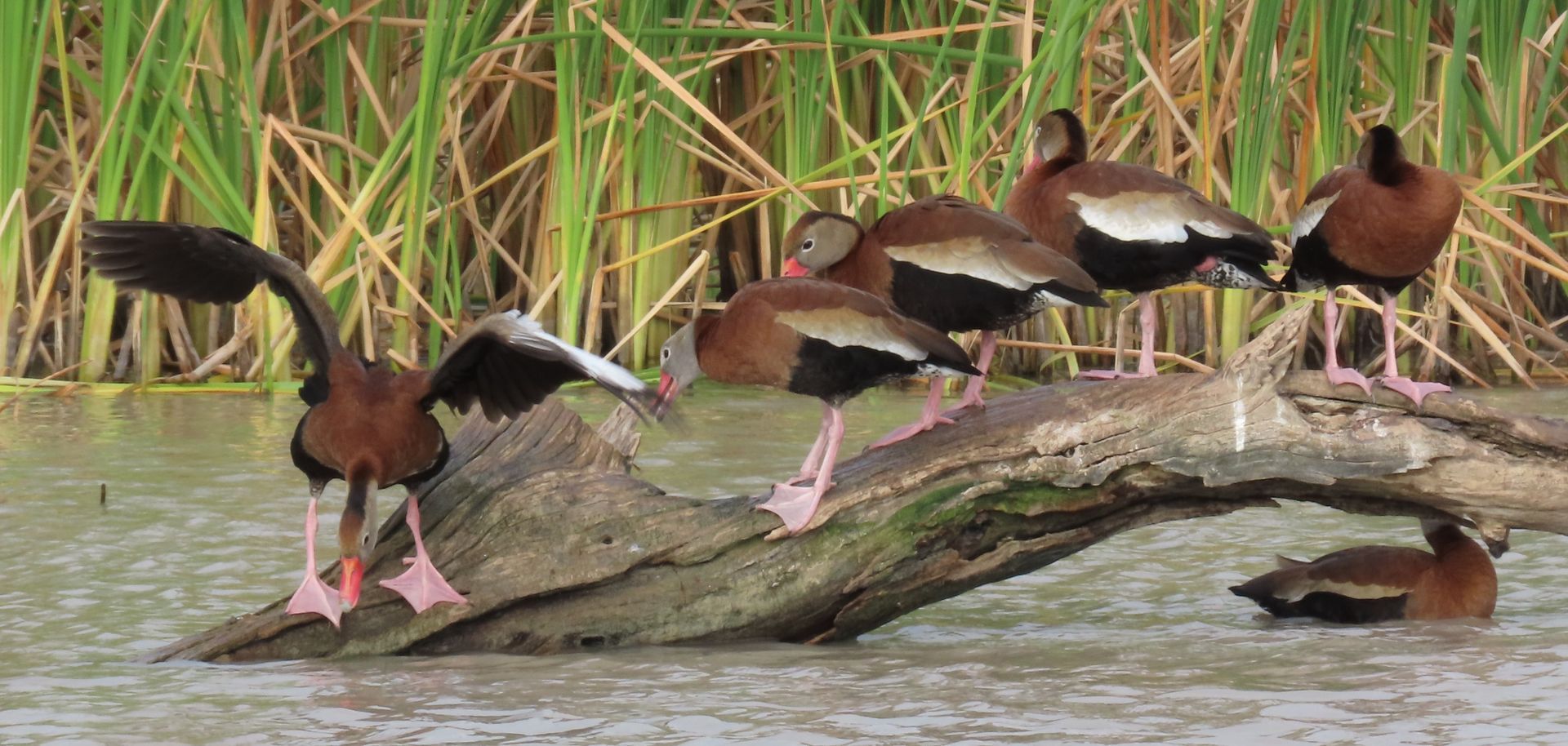 A group of ducks are standing on a log in the water.