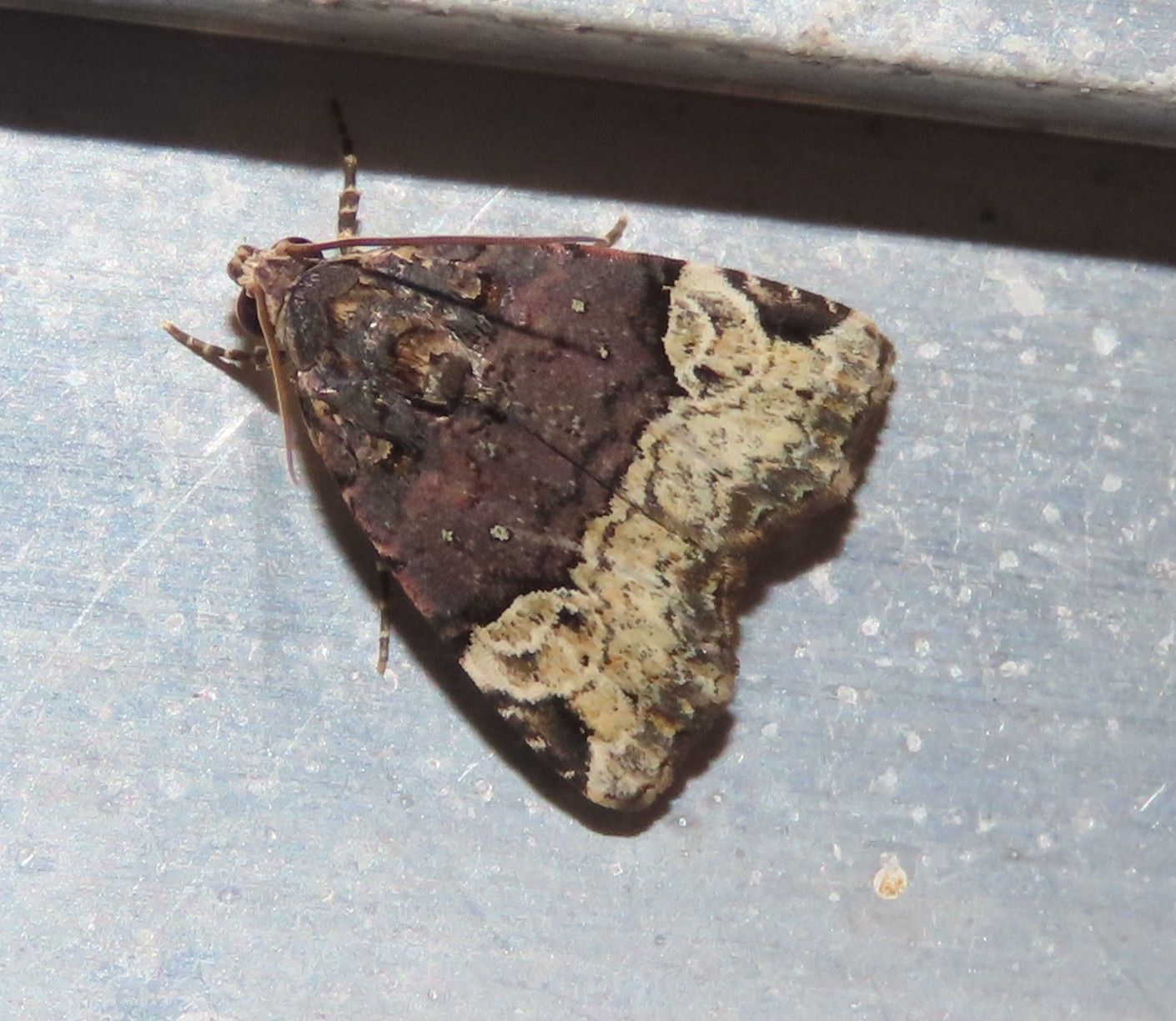 A close up of a moth on a gray surface