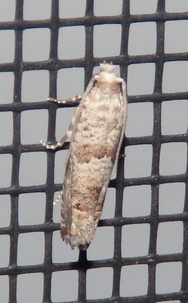 A close up of a moth on a screen