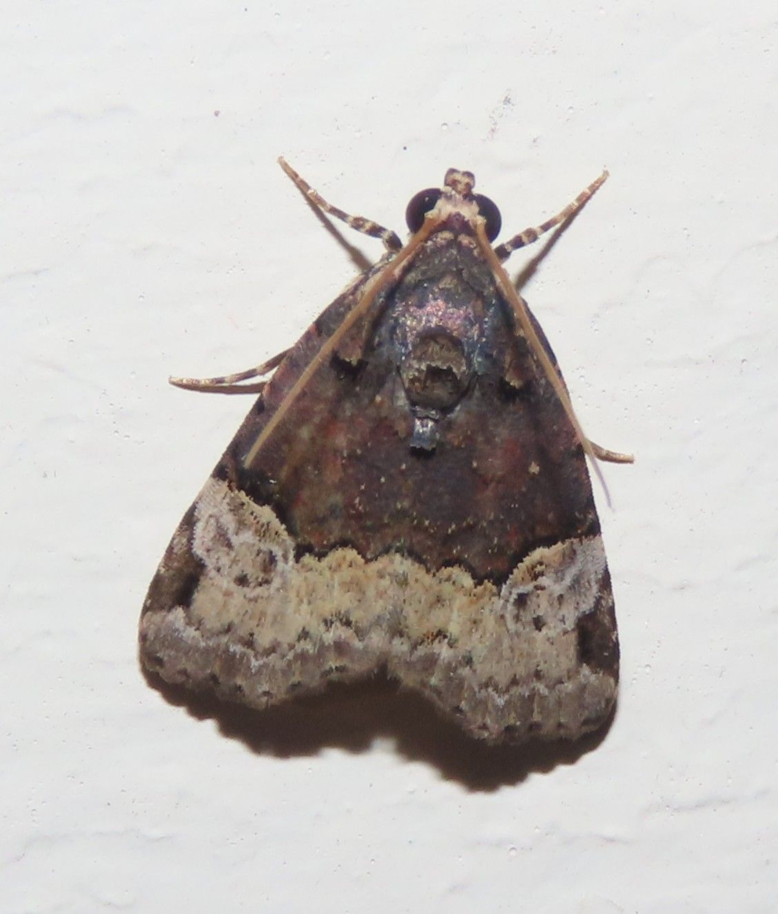A close up of a moth on a white surface