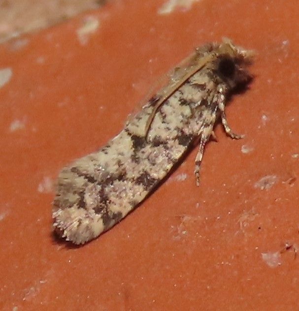Micromoths