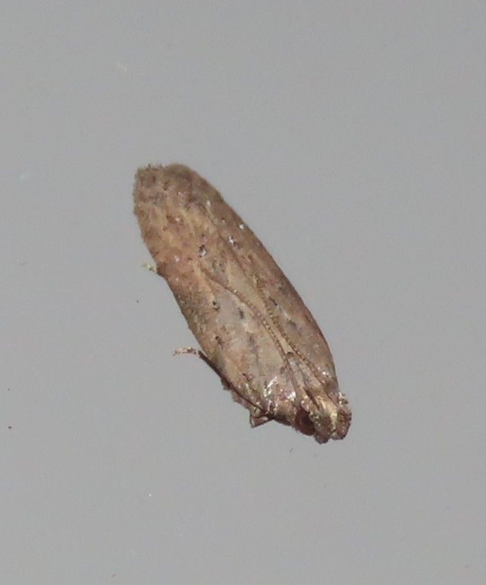 A small brown moth is sitting on a white surface.